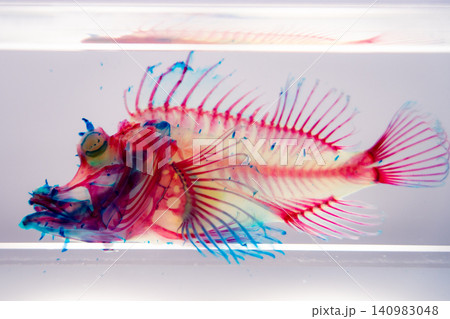 透明標本の魚骨格 透明標本の魚骨格 140983048