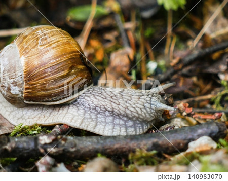 Large Land Roman Snail Crawling on Forest Floor Close Up. Large Land Roman Snail Crawling on Forest Floor Close Up. 140983070
