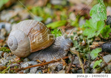 Large Land Roman Snail Crawling on Forest Floor Close Up. Large Land Roman Snail Crawling on Forest Floor Close Up. 140983072