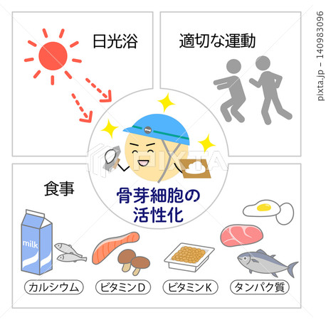 骨芽細胞を活性化させる日光浴・運動・食事のイラスト 骨芽細胞を活性化させる日光浴・運動・食事のイラスト 140983096