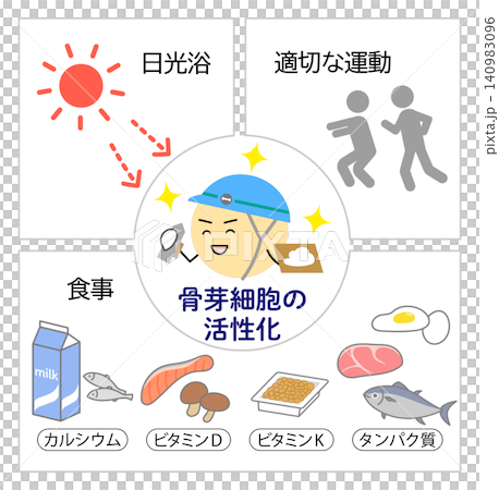 骨芽細胞を活性化させる日光浴・運動・食事のイラスト 骨芽細胞を活性化させる日光浴・運動・食事のイラスト 140983096