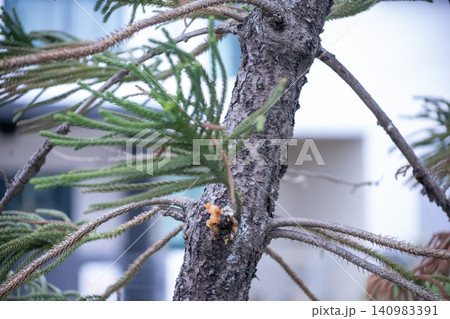 Drop of Resin on Tree - Tree Sap Liquid That Comes Out from Pine Tree, focus selective Drop of Resin on Tree - Tree Sap Liquid That Comes Out from Pine Tree, focus selective 140983391