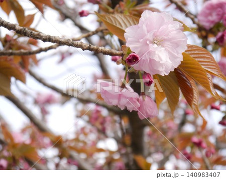 春の訪れを告げる桜 春の訪れを告げる桜 140983407