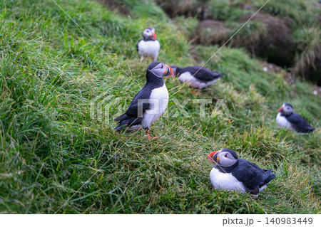 Atlantic Puffins on the Grassy Cliffs of Borgarfjordur Eystri, Iceland Atlantic Puffins on the Grassy Cliffs of Borgarfjordur Eystri, Iceland 140983449