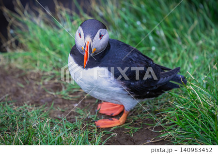 Atlantic Puffin Standing on Grass in Borgarfjordur Eystri Iceland Atlantic Puffin Standing on Grass in Borgarfjordur Eystri Iceland 140983452