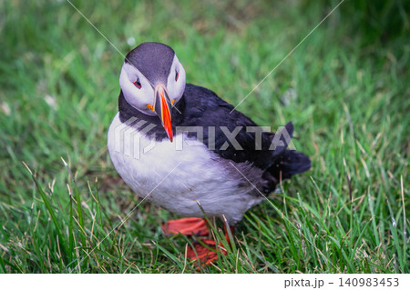 Atlantic Puffin Standing in Grass at Borgarfjordur Eystri, Iceland Atlantic Puffin Standing in Grass at Borgarfjordur Eystri, Iceland 140983453