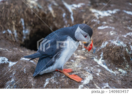 Atlantic Puffin Standing Near Burrow in Borgarfjordur Eystri Iceland Atlantic Puffin Standing Near Burrow in Borgarfjordur Eystri Iceland 140983457