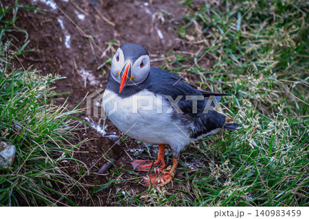 Atlantic Puffin Standing on Grass in Borgarfjordur Eystri Iceland Atlantic Puffin Standing on Grass in Borgarfjordur Eystri Iceland 140983459