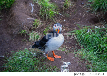 Atlantic Puffin Standing on Grass in Borgarfjordur Eystri, Iceland Atlantic Puffin Standing on Grass in Borgarfjordur Eystri, Iceland 140983461