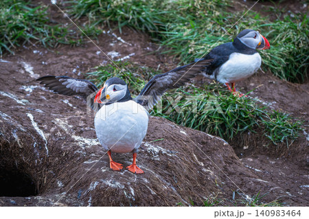 Atlantic Puffins in Borgarfjordur Eystri, Iceland 140983464