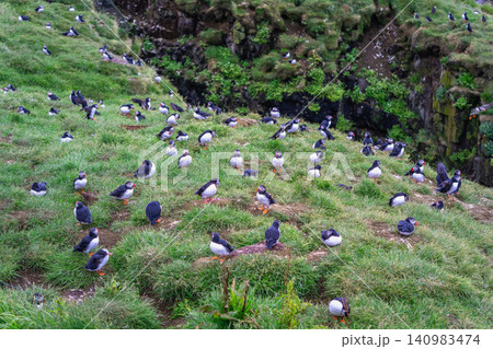 Atlantic Puffins Colony in Borgarfjordur Eystri, Iceland 140983474