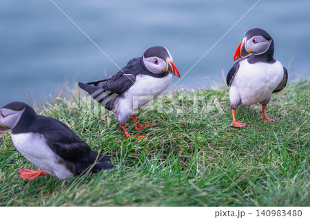 Atlantic Puffins on the Cliffs of Borgarfjordur Eystri, Iceland 140983480