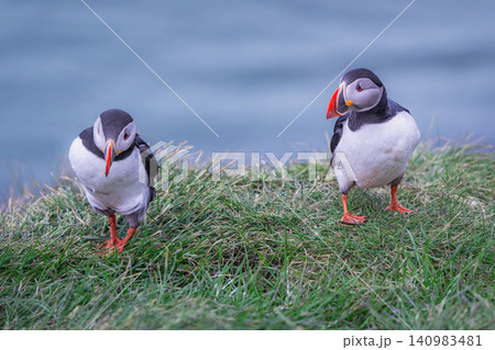 Atlantic Puffins on the Cliffs of Borgarfjordur Eystri, Iceland Atlantic Puffins on the Cliffs of Borgarfjordur Eystri, Iceland 140983481