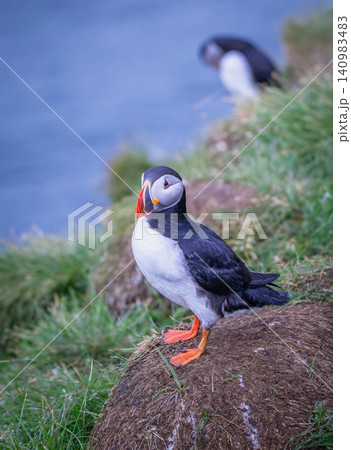 Atlantic Puffin Standing on a Cliff in Borgarfjordur Eystri, Iceland Atlantic Puffin Standing on a Cliff in Borgarfjordur Eystri, Iceland 140983483