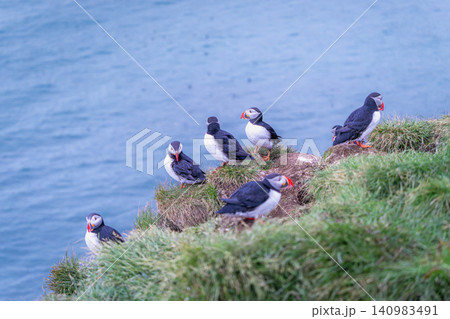 Atlantic Puffins on the Cliffs of Borgarfjordur Eystri, Iceland Atlantic Puffins on the Cliffs of Borgarfjordur Eystri, Iceland 140983491