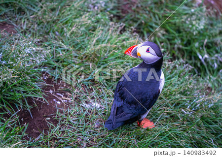 Atlantic Puffin Standing on Grass in Borgarfjordur Eystri, Iceland Atlantic Puffin Standing on Grass in Borgarfjordur Eystri, Iceland 140983492