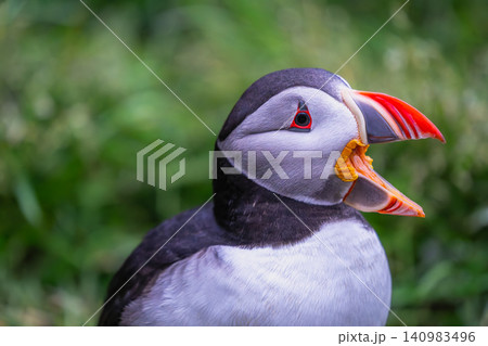Atlantic Puffin Portrait in Borgarfjordur Eystri, Iceland 140983496