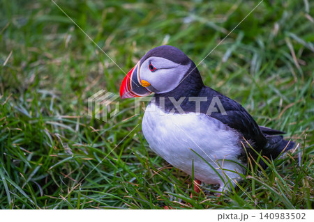Atlantic Puffin Standing in Grass at Borgarfjordur Eystri Iceland Atlantic Puffin Standing in Grass at Borgarfjordur Eystri Iceland 140983502