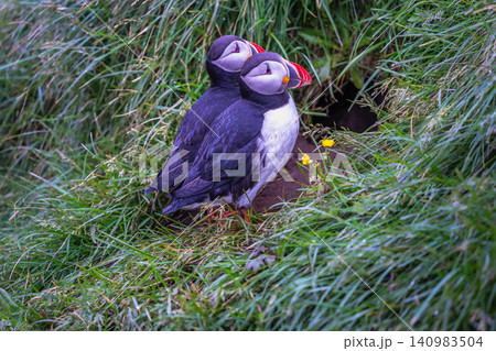 Atlantic Puffins at Borgarfjordur Eystri, Iceland 140983504