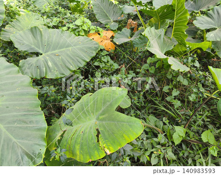 A high-angle close-up of lush tropical undergrowth and large, vibrant green taro leaves on the forest floor of De Djawatan Forest, Banyuwangi, Indonesia. The scene captures the dense, wild plant life A high-angle close-up of lush tropical undergrowth and large, vibrant green taro leaves on the forest floor of De Djawatan Forest, Banyuwangi, Indonesia. The scene captures the dense, wild plant life 140983593