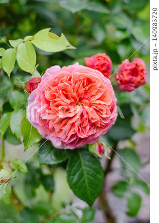Close up of Single Chippendale Rose Blossom with Delicate Petals Close up of Single Chippendale Rose Blossom with Delicate Petals 140983720