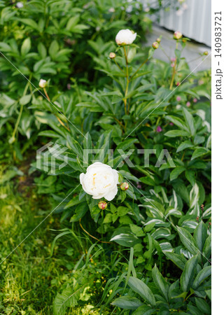 Large White Peony Bush Blooming in Summer Garden Large White Peony Bush Blooming in Summer Garden 140983721