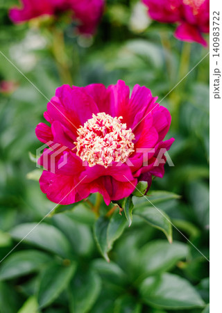 Macro View of Single Charles Burgess Peony Blossom in Sunny Garden 140983722