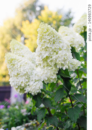 Polar Bear Hydrangea Paniculata Flowers in Garden Polar Bear Hydrangea Paniculata Flowers in Garden 140983729