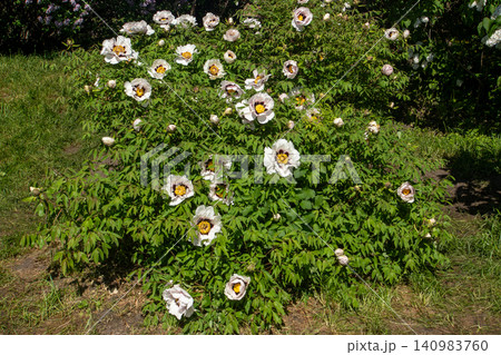 Peony White Tree Peonies Bush with Pink Flowers Peony White Tree Peonies Bush with Pink Flowers 140983760