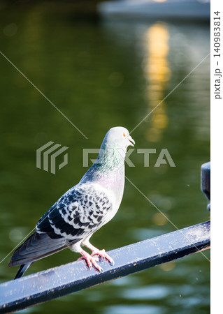 橋の手すりにとまって休む鳩たち ロンドン郊外のイール・パイ島にて 橋の手すりにとまって休む鳩たち ロンドン郊外のイール・パイ島にて 140983814