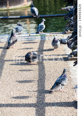 橋の手すりにとまって休む鳩たち ロンドン郊外のイール・パイ島にて 橋の手すりにとまって休む鳩たち ロンドン郊外のイール・パイ島にて 140983826