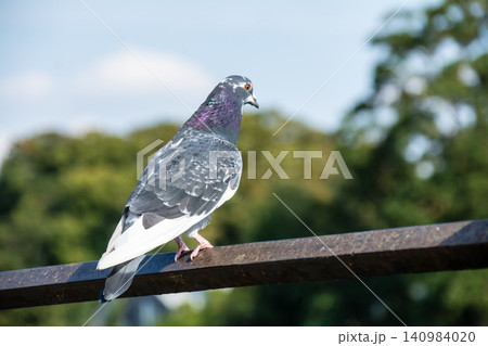橋の手すりにとまって休む鳩　ロンドン郊外のイール・パイ島にて 140984020