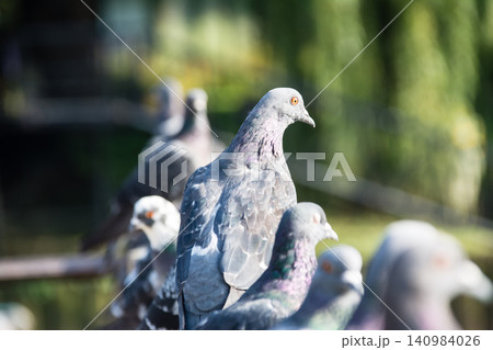 橋の手すりにとまって休む鳩たち　ロンドン郊外のイール・パイ島にて 140984026