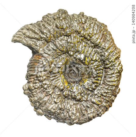 ammonite pyrite fossil isolated on white ammonite pyrite fossil isolated on white 140984208