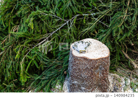 stump of freshly cut fir tree and spruce branches stump of freshly cut fir tree and spruce branches 140984235