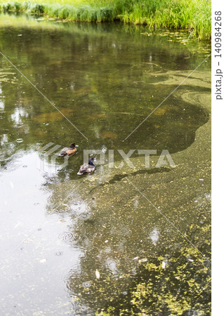 ducks swimming in overgrown green pond in summer 140984268