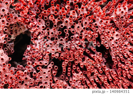 surface of natural red pipe organ coral close-up surface of natural red pipe organ coral close-up 140984351
