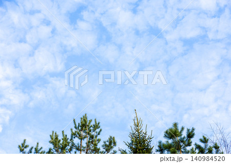 clouds in blue sky over tops of coniferous trees clouds in blue sky over tops of coniferous trees 140984520