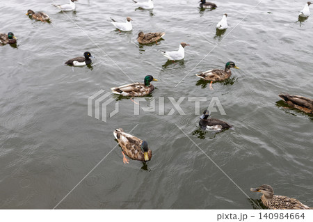 flock of waterfowl birds is swimming in pond 140984664