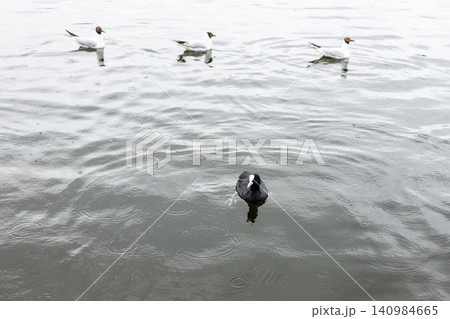 tufted duck and gulls is swimming in pond tufted duck and gulls is swimming in pond 140984665