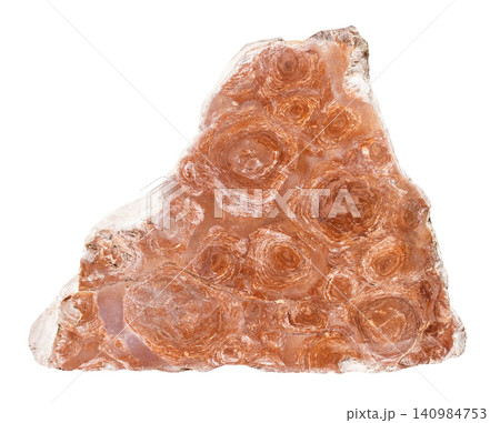 polished slab of Inzeria fossil stromatolite rock 140984753