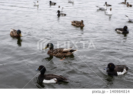 flock of ducks is swimming in pond in rain flock of ducks is swimming in pond in rain 140984814