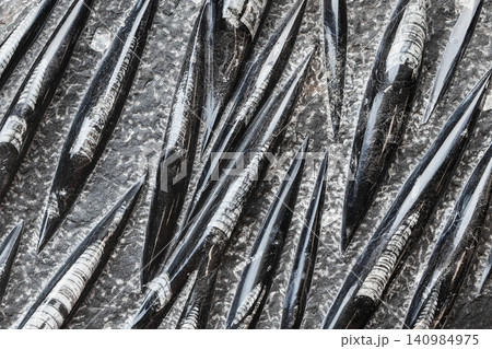 surface of polished Orthoceras belemnite rock 140984975