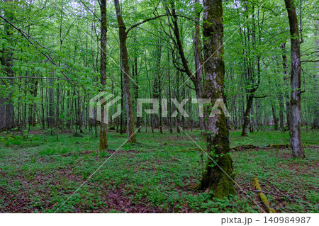 Lush green forest ground trees growing in poland 140984987