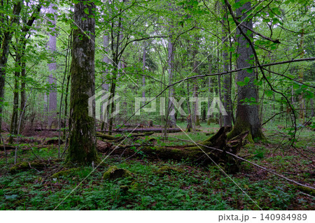 Bialowieza forest primeval wilderness ecosystem Bialowieza forest primeval wilderness ecosystem 140984989