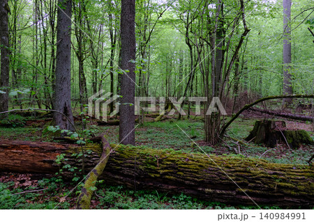 Bialowieza forest lush green canopy and decaying logs 140984991