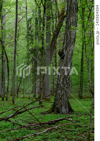 Wild temperate forest growing vibrant green foliage Wild temperate forest growing vibrant green foliage 140984994