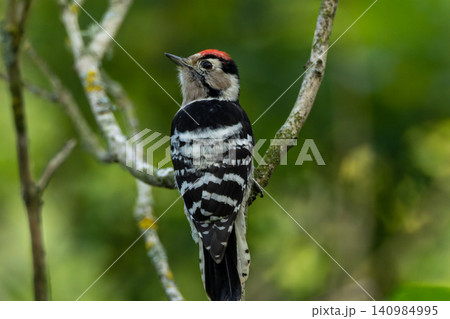 Lesser spotted woodpecker perched on tree branch 140984995