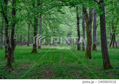 Bialowieza forest ancient woods with green foliage Bialowieza forest ancient woods with green foliage 140985018