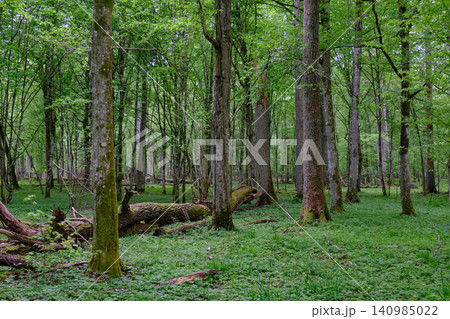 Bialowieza forest primeval woodland during spring season 140985022